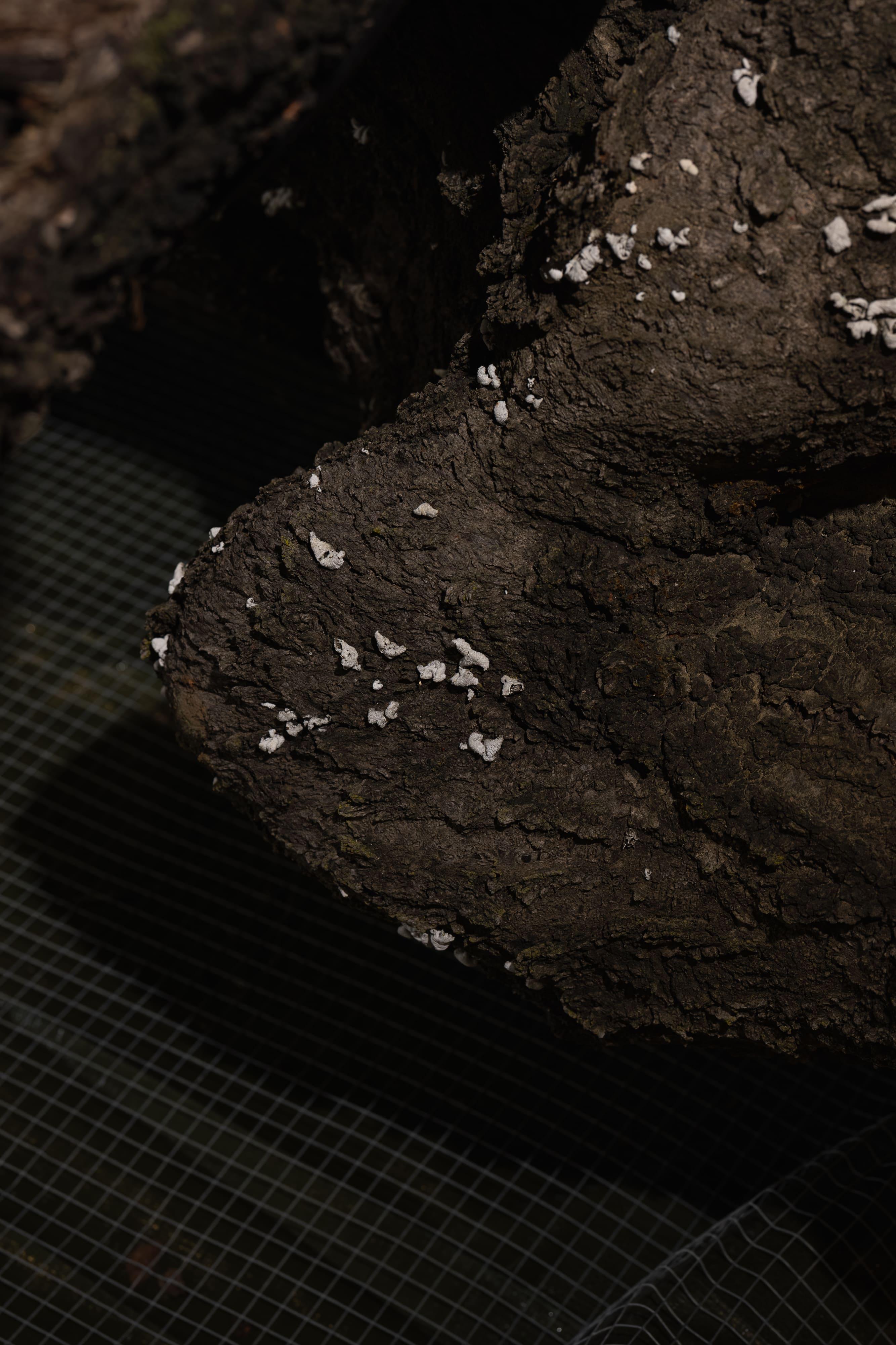 Ingeborg Tysse, LÆGER, 2026 Found cherry wood, collars in linen, belts in leather, PVC tarpaulin, wire netting, Moth and Damselfly, detail
