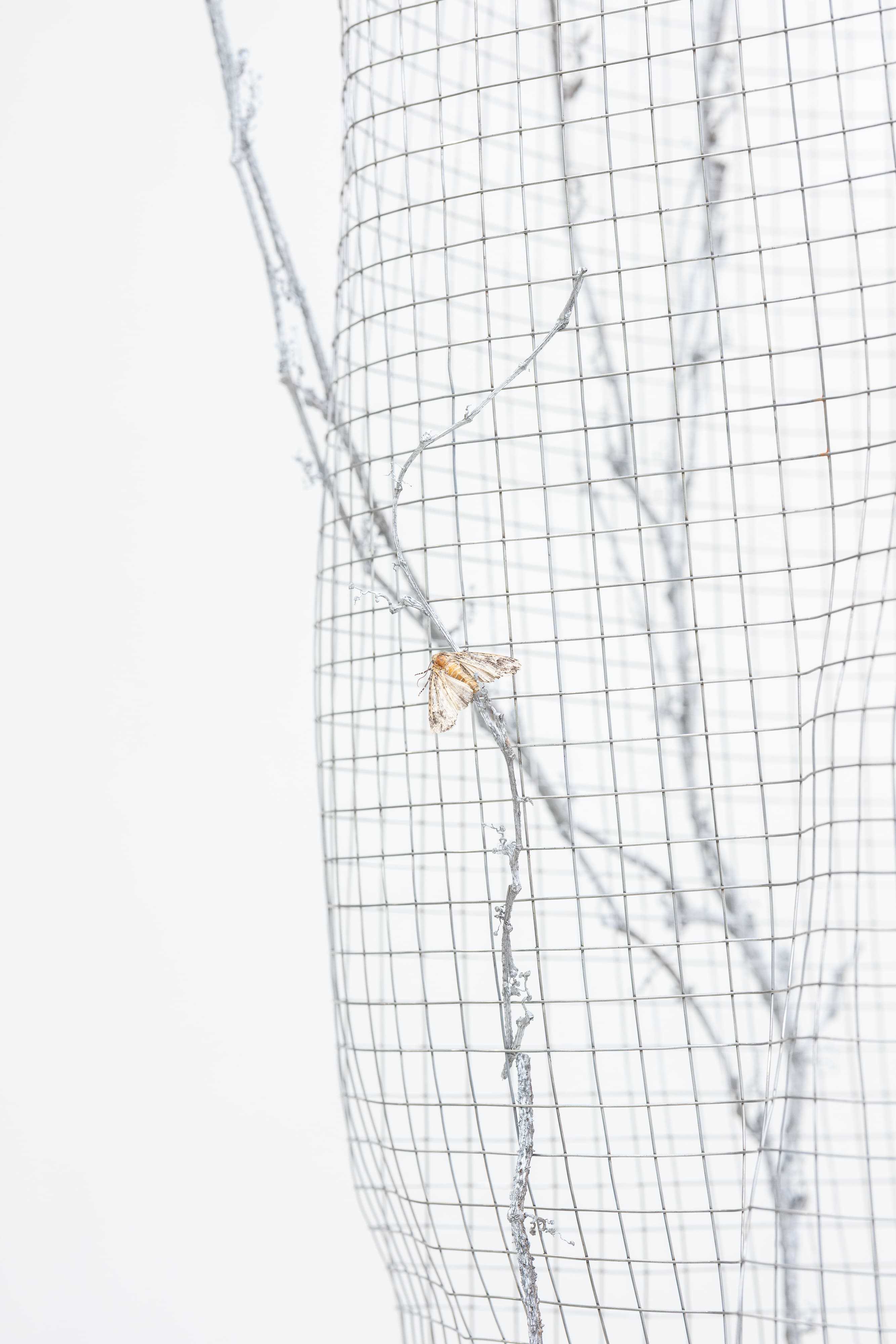 Ingeborg Tysse, Phantom Snag, 2026 wire netting, Moth, sprayed leaves and ivy branches, detail