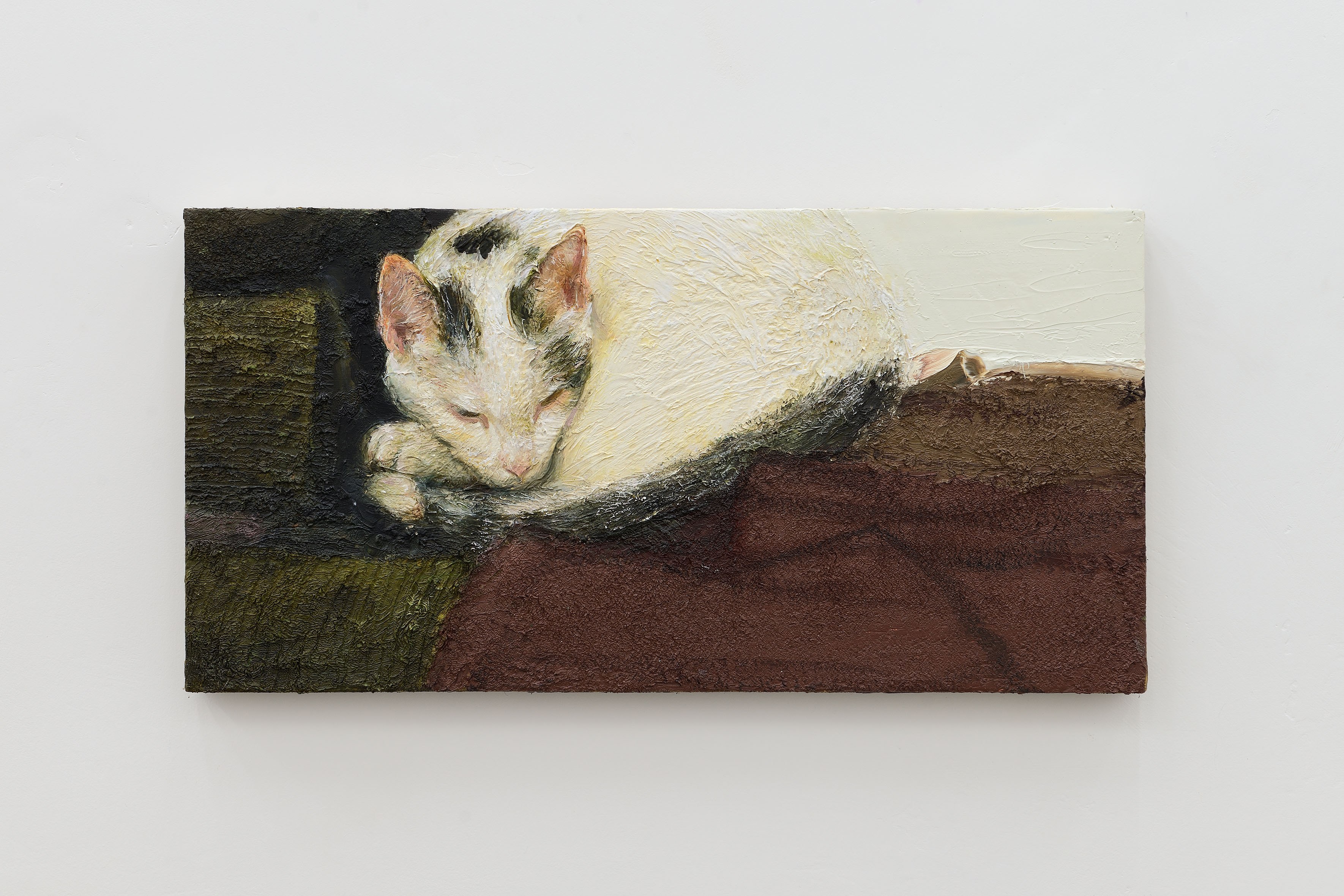Cyryl Polaczek, Cat on clothes, 2026, oil on canvas, 25 x 50 cm. Photo by Roberto Apa. Courtesy of the Artist and ADA, Rome