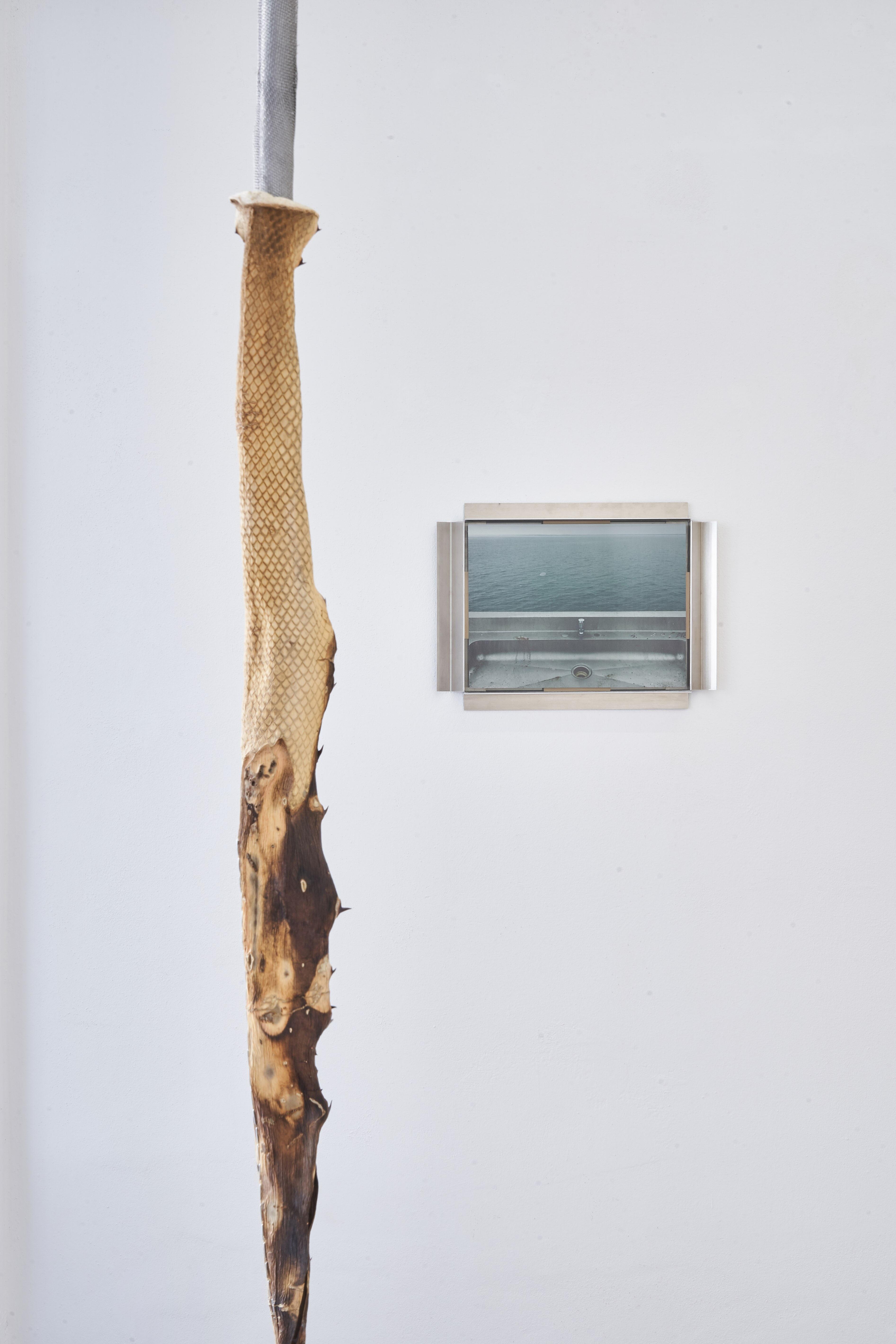 Maxine Weiss, agave [snake], 2023 [back] Neringa Vasiliauskaitė, Parallelräume 1, 2025 © Younsik Kim