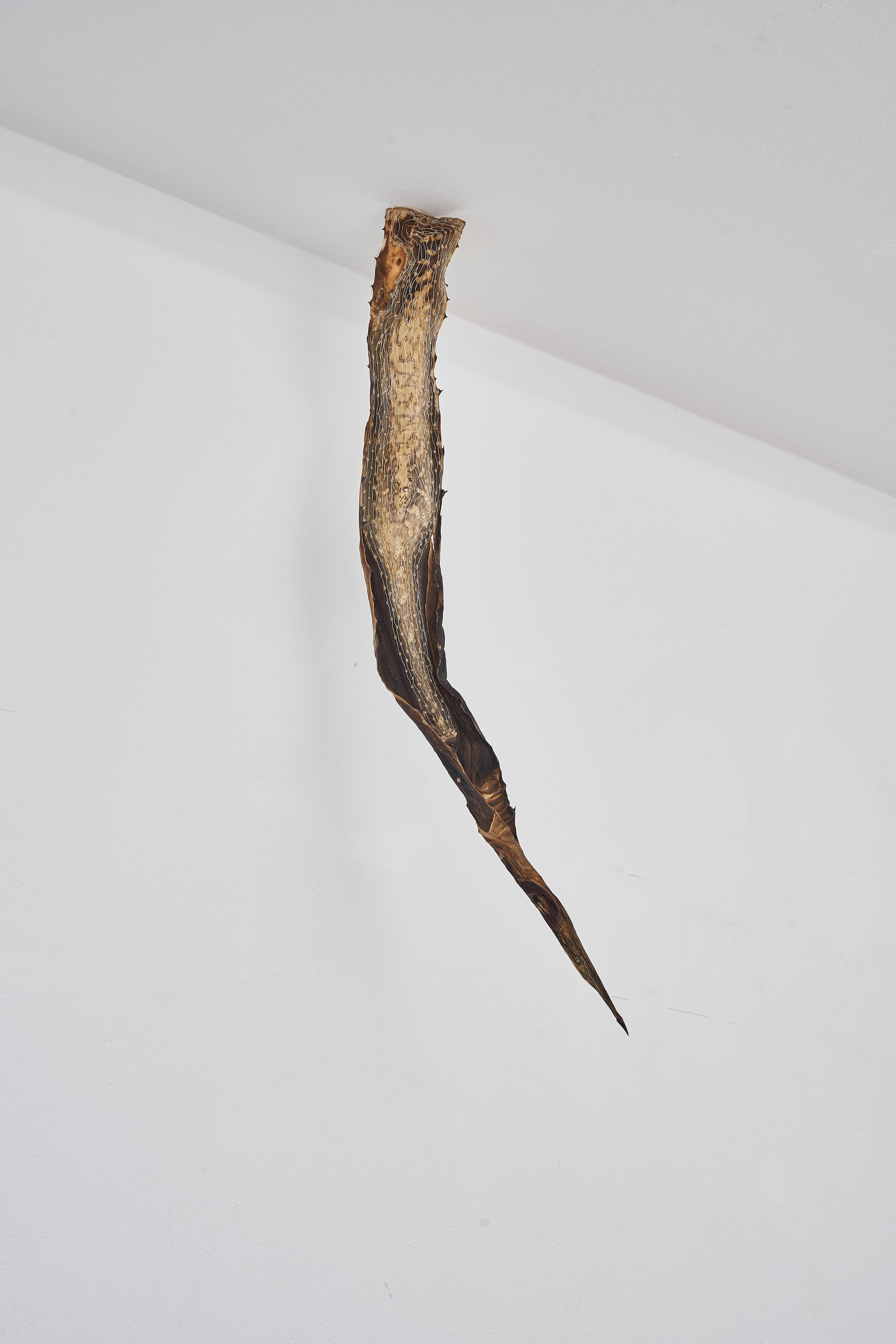 Maxine Weiss, agave [stitch], 2023 © Younsik Kim