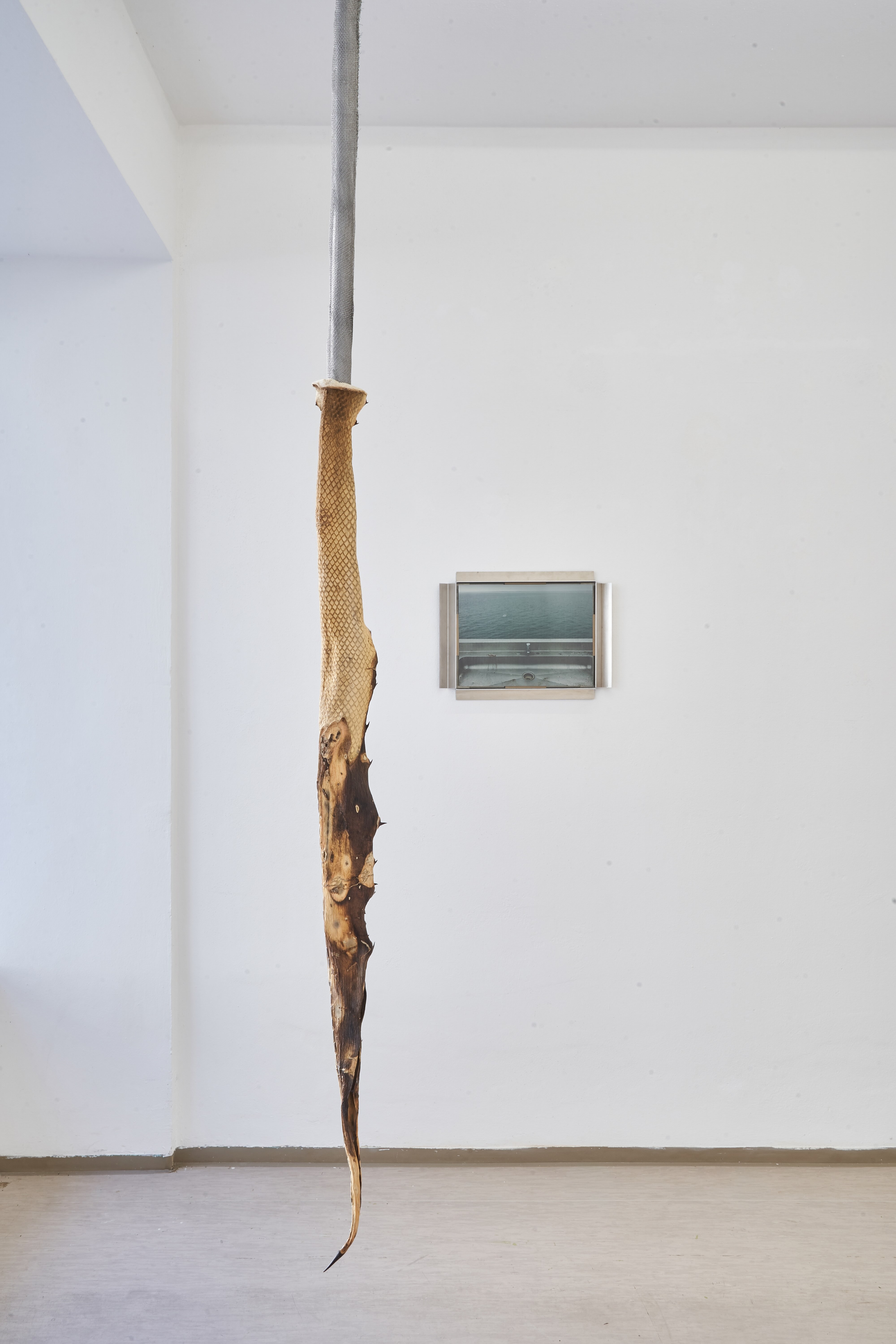 Maxine Weiss, agave [snake], 2023 [back] Neringa Vasiliauskaitė, Parallelräume 1, 2025 © Younsik Kim