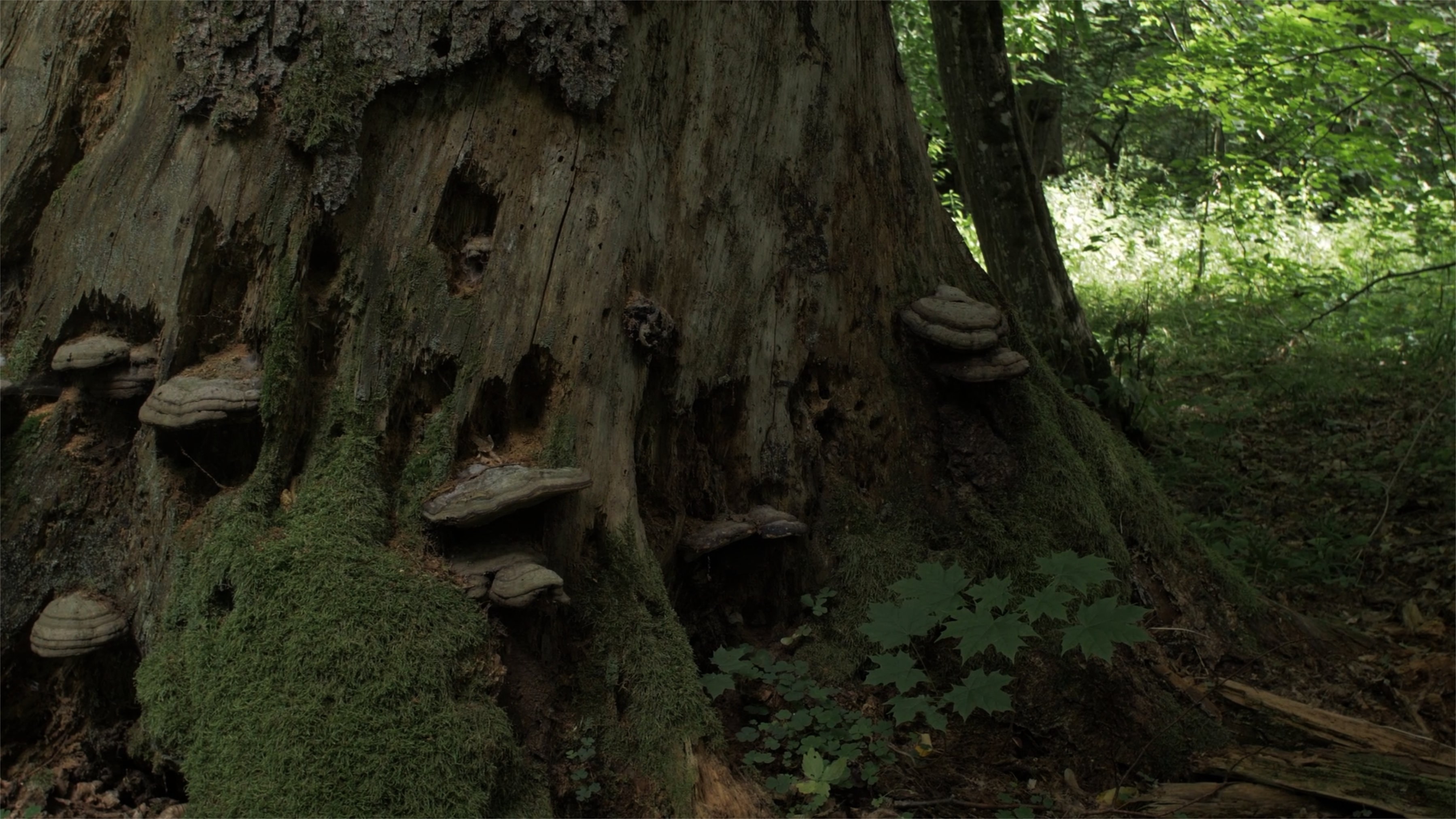 Eline Kersten, Ur, 2020-2021, Film with sound, looped, 26:52 Min., Filmstill