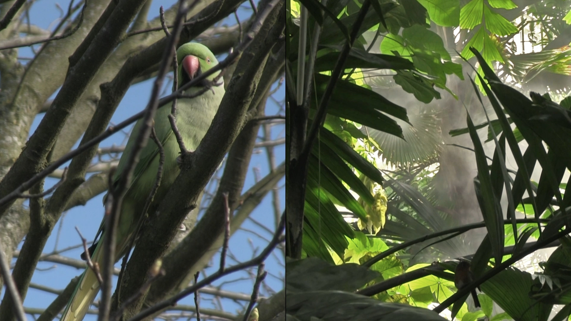 Lynne Gbodjrou Kouassi & Daniel Vollmond, Habitat, 2019, Videoloop with sound, 9:45 Min., Filmstill