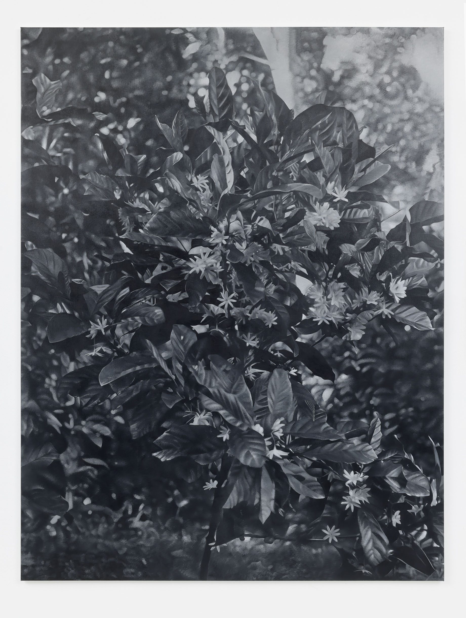 Augusta Curiel, A Coffee Plant in Bloom at Plantation Clevia, 1904–1937, National Museum of World Cultures, Amsterdam, object no. 60006266, 2026, oil on linen, 190 × 145 cm